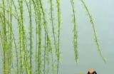 【水缘文学•诗词歌赋】塞北乡关||马俊龙(辽宁)