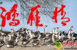 【水缘文学•经典小说】鸿雁情||刘万平(吉林)