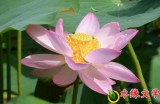【水缘文学•散文随笔】荷花赞||余帮学（北京）