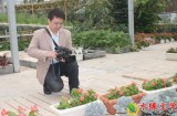 【第四届水缘杯微小说征文041#】微笑的金线番红花​||任伟峰(陕西）
