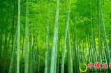 【第三届水缘文学征文大赛012#】又见故乡翠竹(散文)​||吕永兴(湖北)