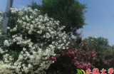 【水缘文学•诗词歌赋】夏天||徐生斌(陕西)