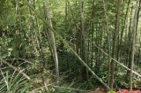 【水缘文学•散文随笔】诗人与竹海||吴贤林(浙江)