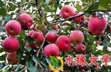 【水缘文学•诗词歌赋】身残志坚种果园||杨光明(陕西)
