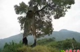 【水缘文学•诗词歌赋】立冬后的阳光||秦岭人(陕西)