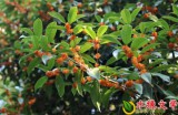 【水缘文学•诗词歌赋】江滩的桂花||胡华珍（湖北）