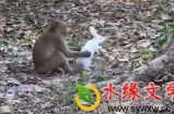 【水缘文学•幽默小说】动物征兵趣事​||磨志坚(广西)