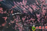 【水缘文学•原创小说】肾虚||张连勋(山东)