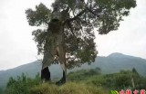 【水缘文学•诗词歌赋】立冬后的阳光(外一首)||秦岭人(陕西)