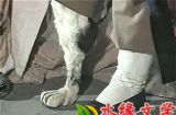 【水缘文学•民间故事】​“狗腿子”的由来​||磨志坚(广西)